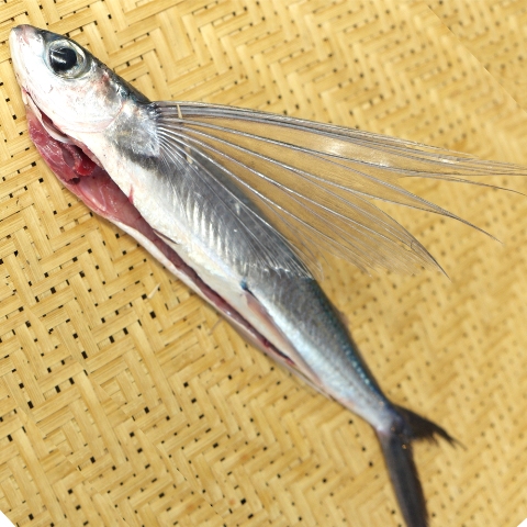 トビウオとカクトビ ２種類あるって知ってた 春告魚 はるつげうお 滑川漁港 富山こだわり食材